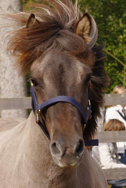 Bjalla von Heidmoor b.jpg